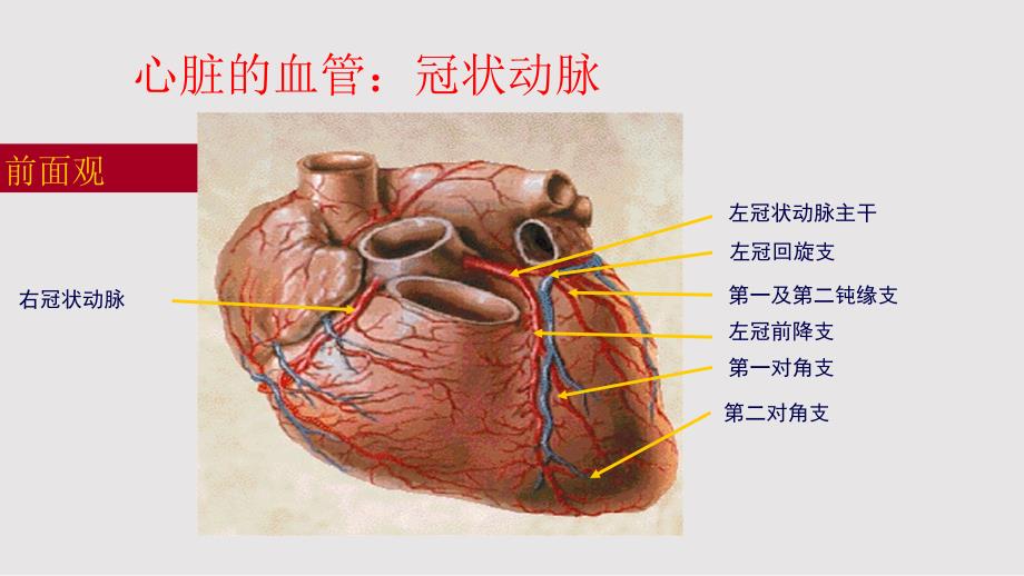 冠脉造影术的护理PPT课件.pptx_第3页