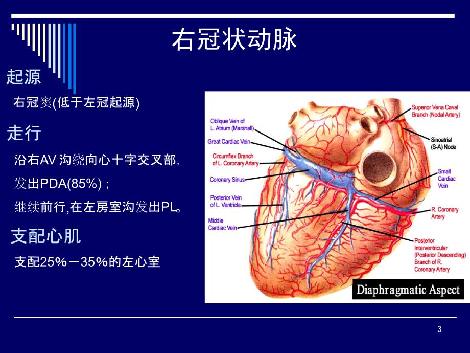 冠脉解剖简析及冠脉造影体位解读.ppt_第3页
