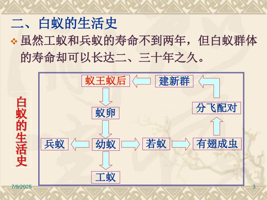 关于白蚁防治的培训ppt课件.ppt_第3页