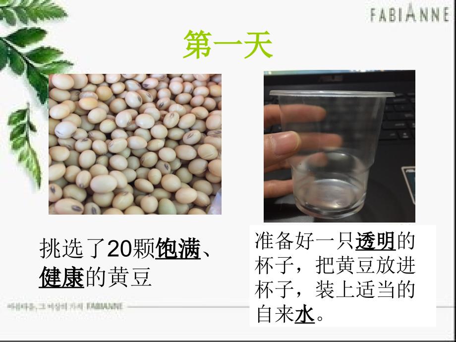 发豆芽观察日记PPT课件.ppt_第2页