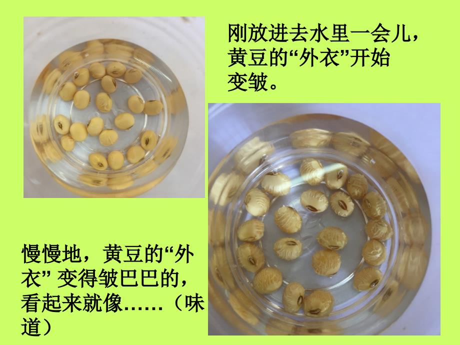 发豆芽观察日记PPT课件.ppt_第3页