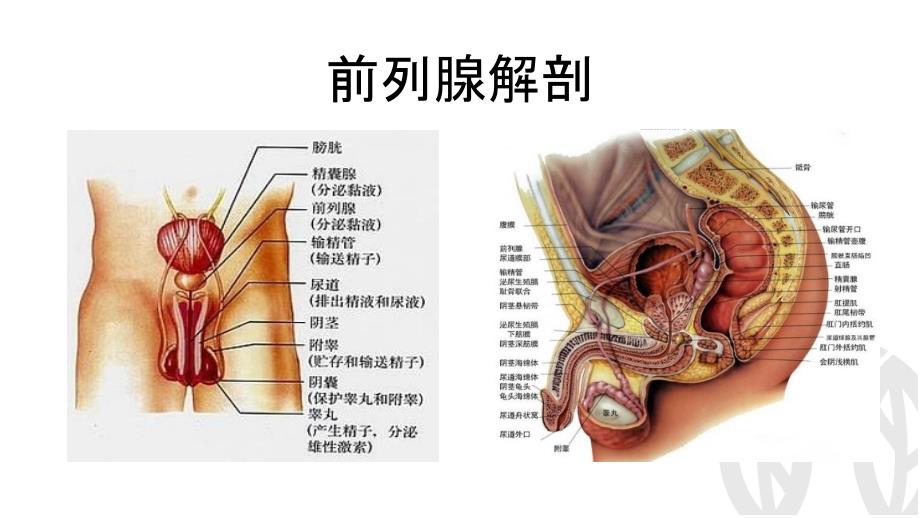 前列腺疾病PPT课件.pptx_第3页