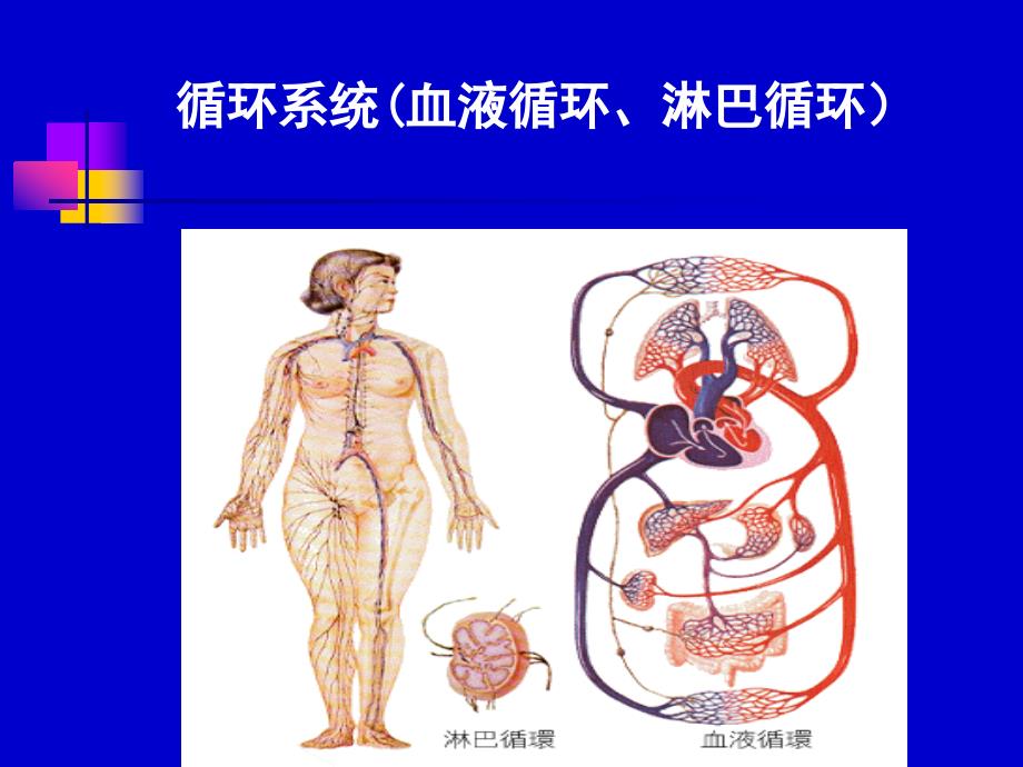学前儿童循环系统PPT课件.ppt_第2页