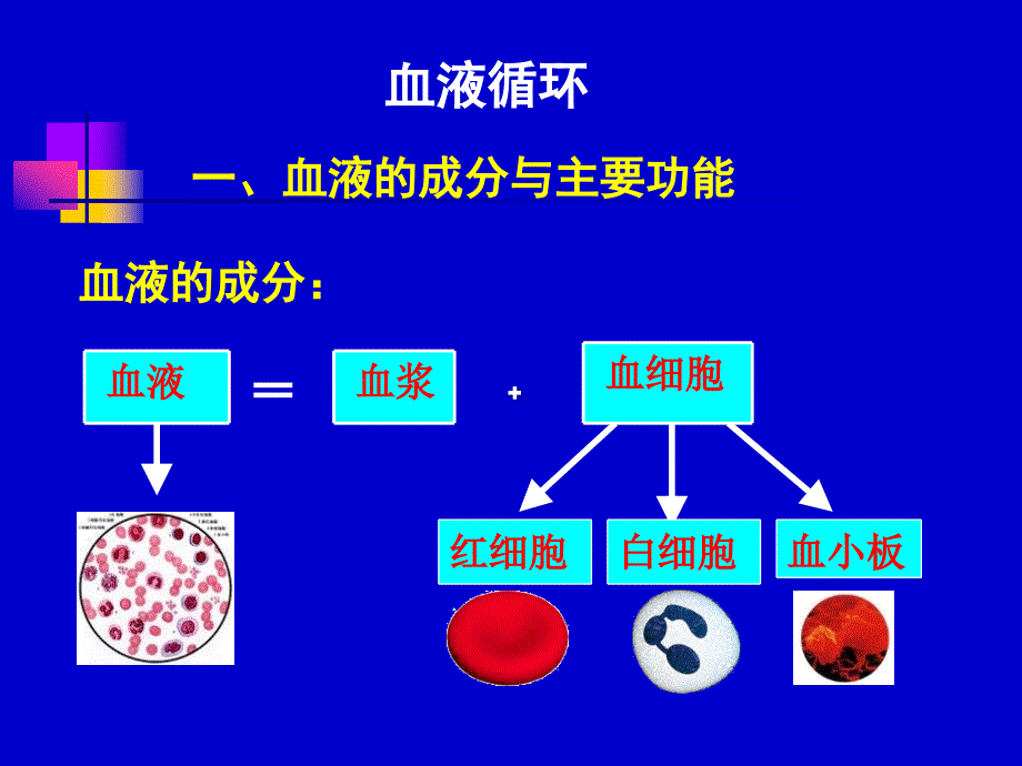 学前儿童循环系统PPT课件.ppt_第3页