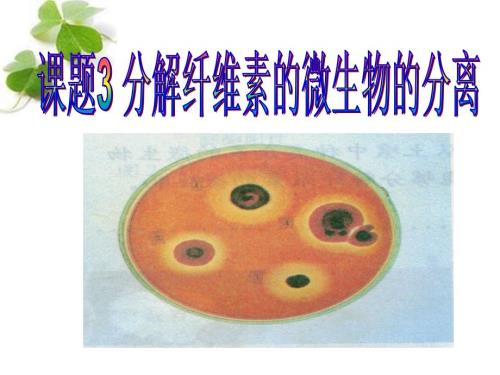 分解纤维素的微生物的分离.ppt