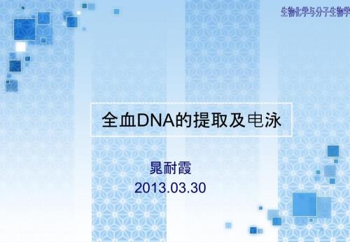 全血DNA的提取及电泳.ppt