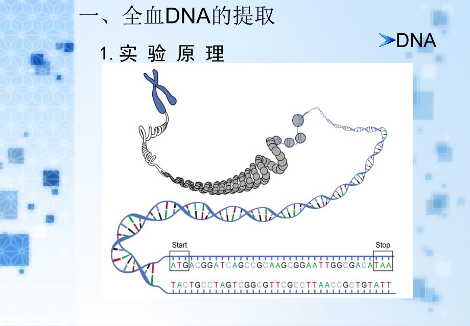 全血DNA的提取及电泳.ppt_第2页