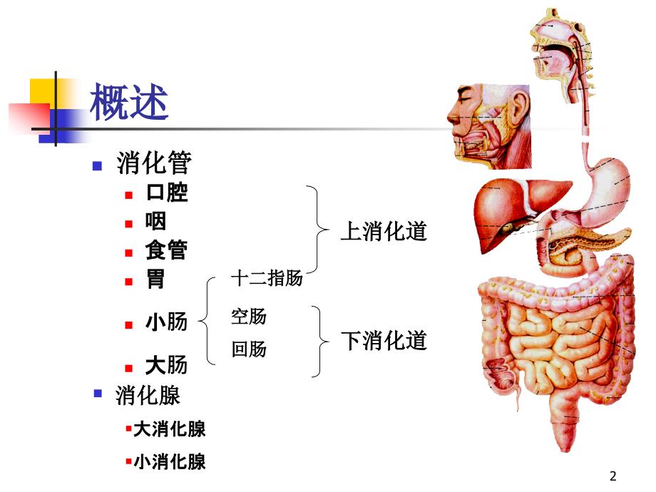 人体解剖学消化系统.PPT_第2页