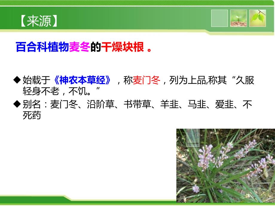 中药麦冬的鉴定.ppt_第2页
