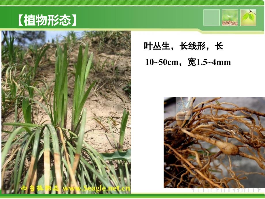 中药麦冬的鉴定.ppt_第3页