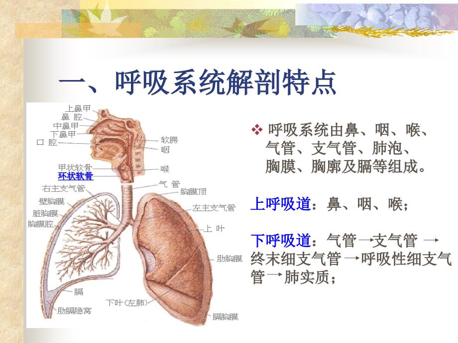 呼吸系统疾病常见症状体征的护理.ppt_第2页