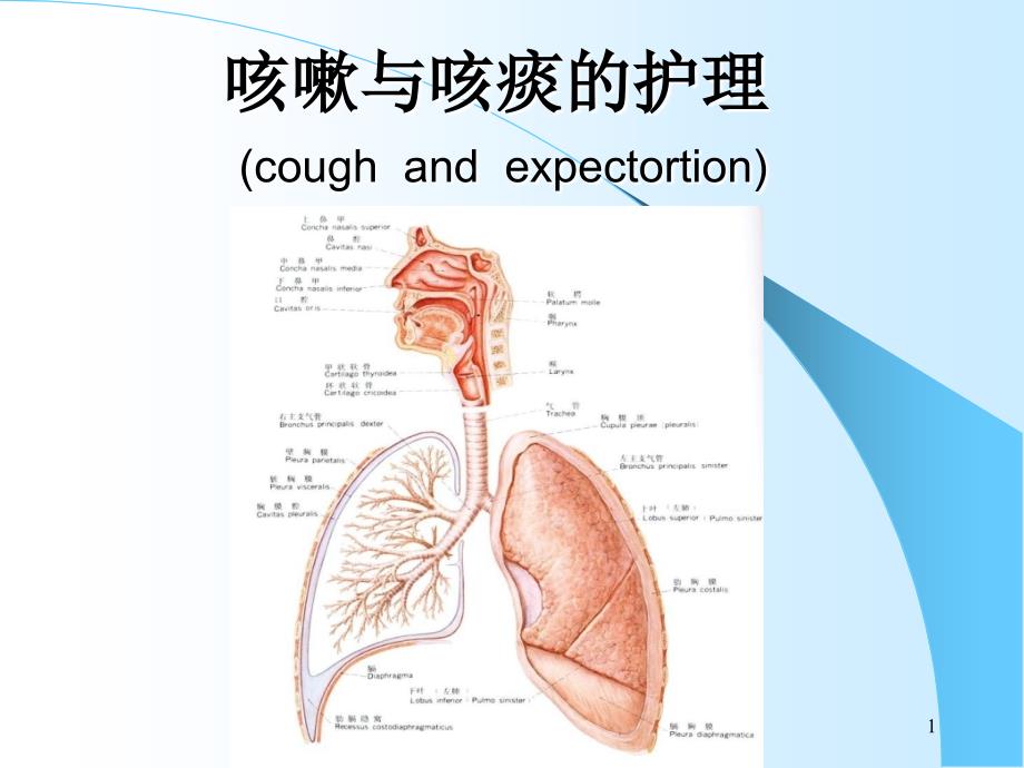 咳嗽与咳痰的护理PPT课件.ppt_第1页