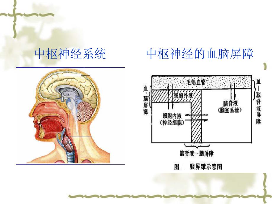 中枢神经系统药物PPT课件.ppt_第2页
