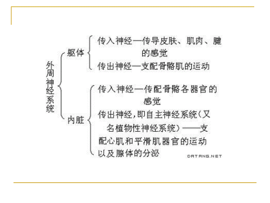 外周神经系统用药.ppt_第3页