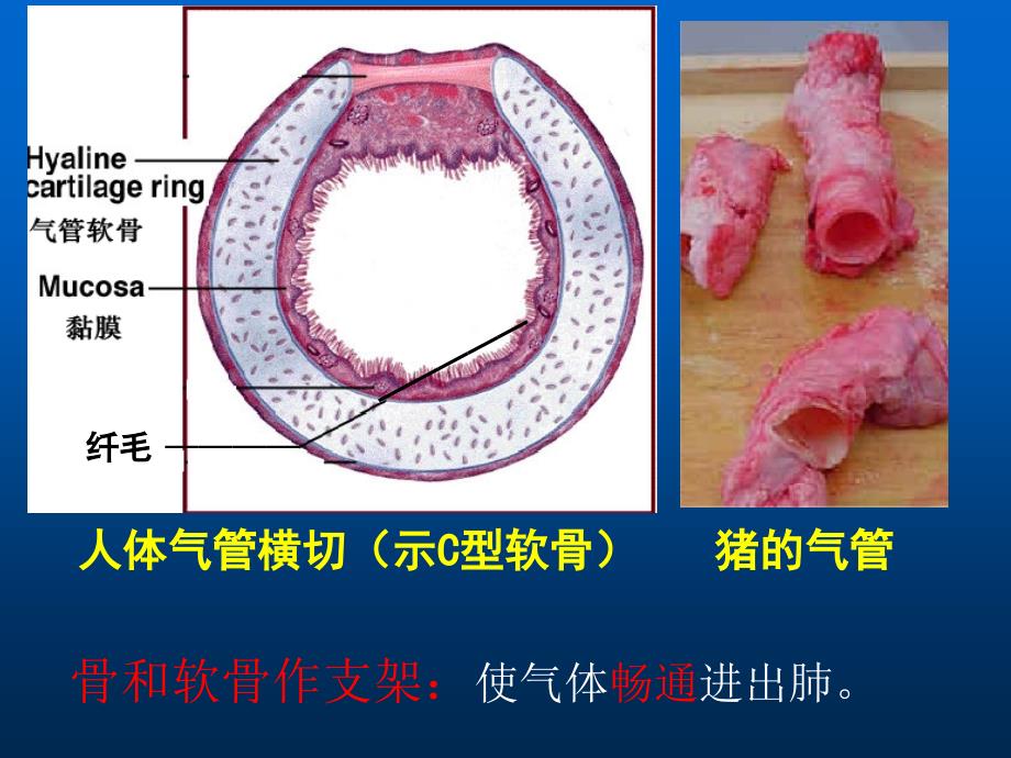 呼吸系统课件.ppt_第2页