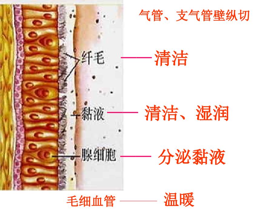 呼吸系统课件.ppt_第3页