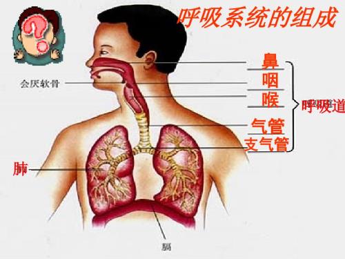 呼吸系统课件.ppt