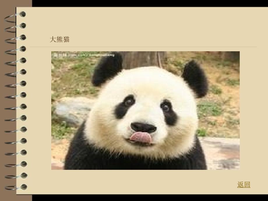 中班动物的家PPT课件.ppt_第3页