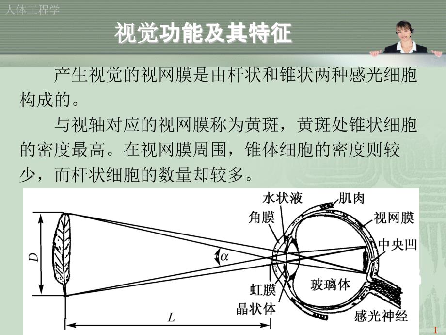 人体工程学与视觉传达设计.ppt_第2页
