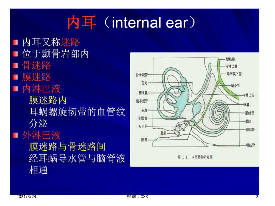 内耳的解剖和生理PPT课件.ppt_第2页