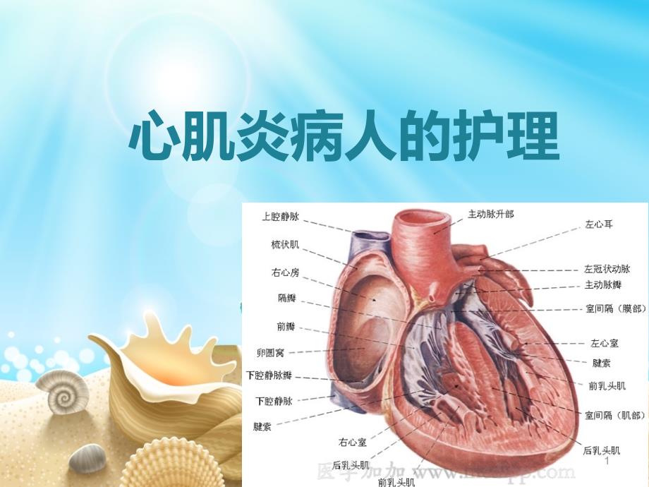 内护心肌炎病人的护理ppt课件.ppt_第1页
