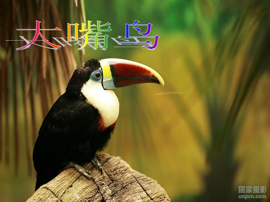 二年级美术小鸟的家课件.ppt_第3页