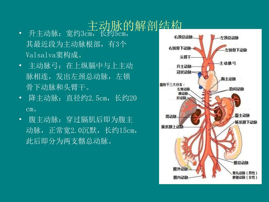 主动脉夹层的病例讨论.ppt_第2页
