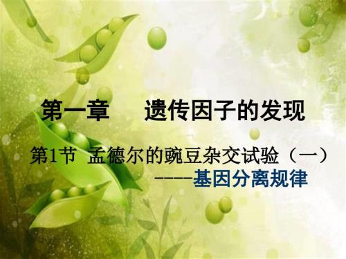 基因分离定律.ppt