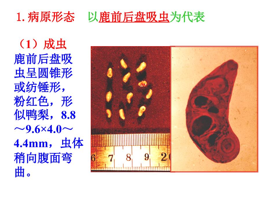 前后盘吸虫PPT课件.ppt_第2页