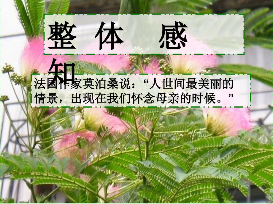 合欢树课件.ppt_第2页