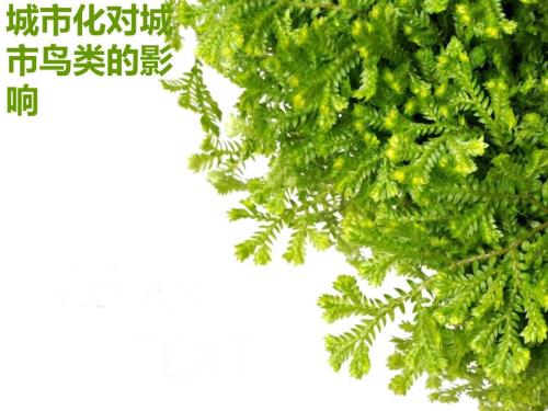 城市化对城市鸟类的影响.ppt