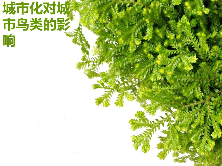 城市化对城市鸟类的影响.ppt_第1页