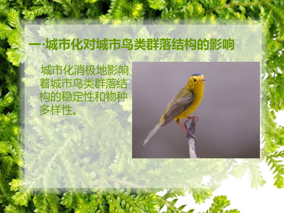 城市化对城市鸟类的影响.ppt_第2页