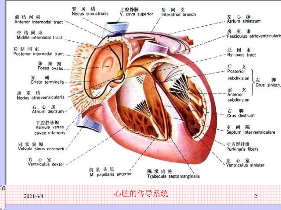 不应期与心电图.ppt_第2页