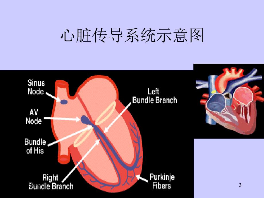 不应期与心电图.ppt_第3页