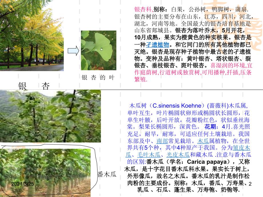 北方常用绿化树品名及习性PPT课件.ppt_第2页