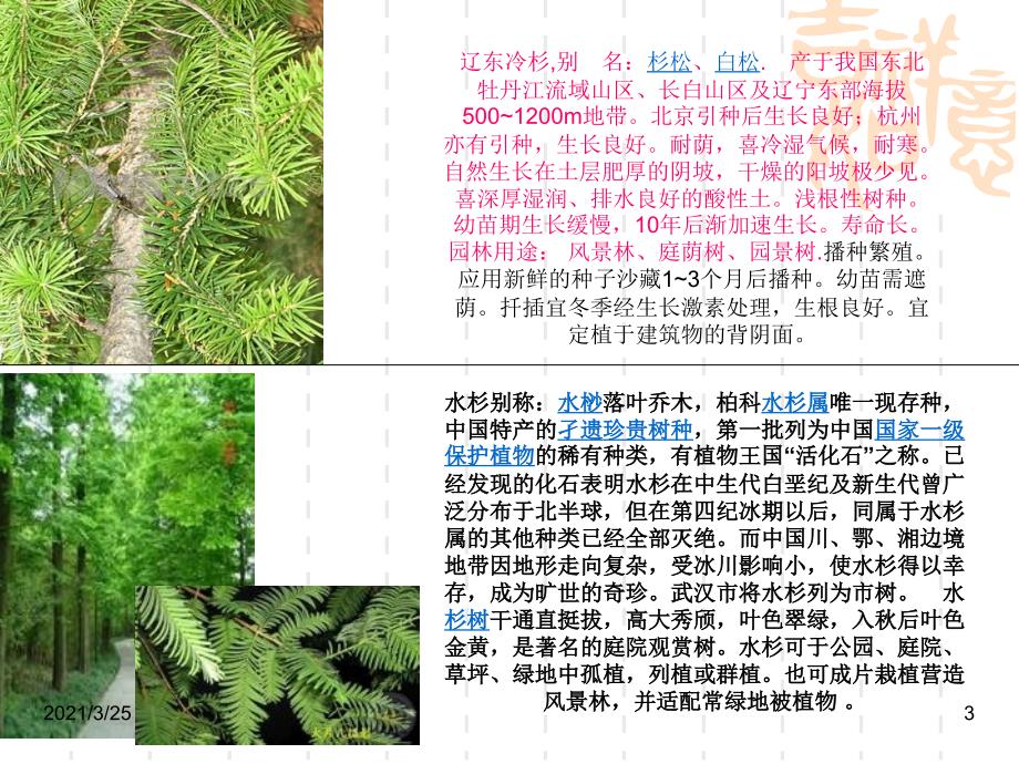 北方常用绿化树品名及习性PPT课件.ppt_第3页