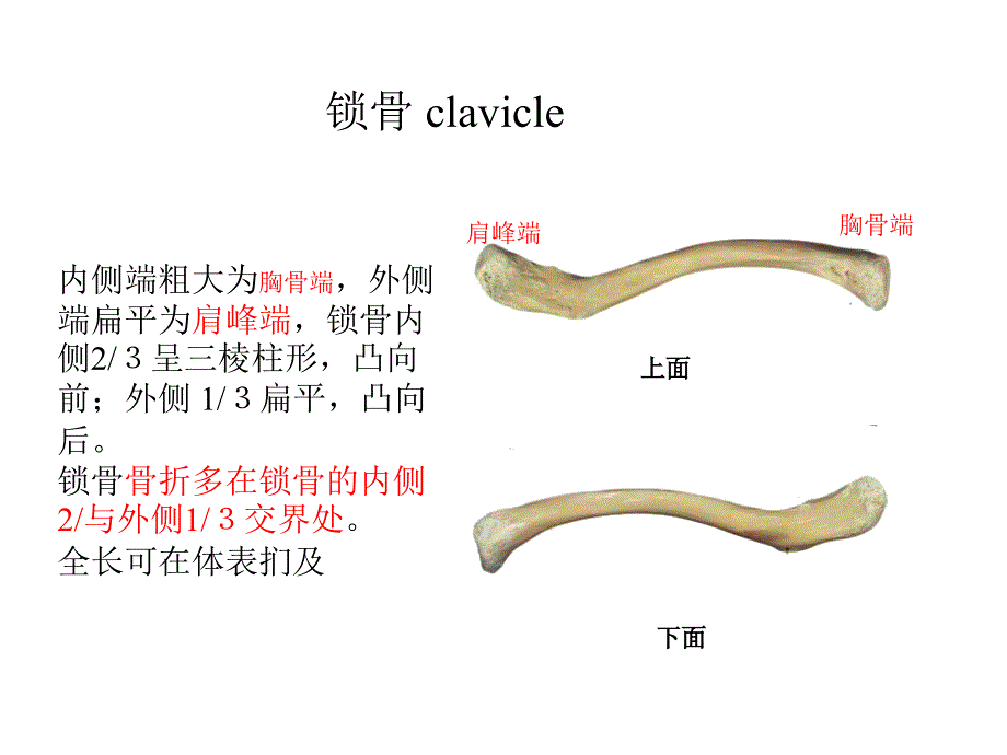 上肢骨及其连接.ppt_第2页