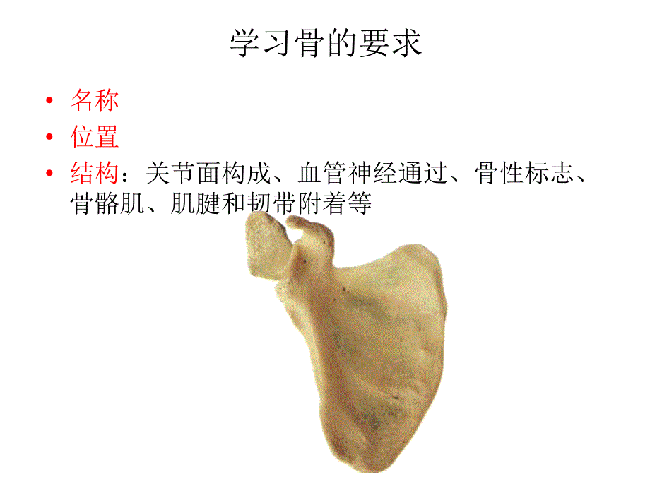 上肢骨及其连接.ppt_第3页