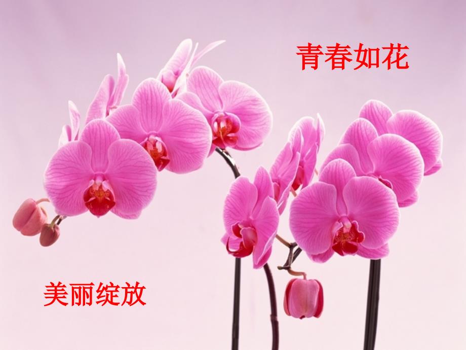 中考考前心理辅导课件.ppt_第2页