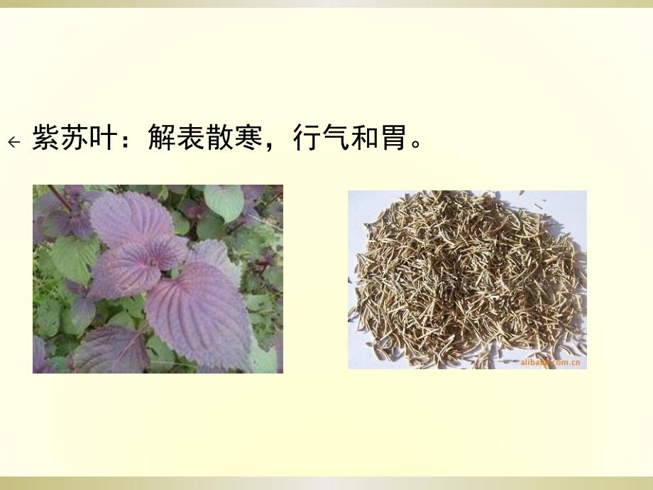 北京地区常见中草药图片.ppt_第3页