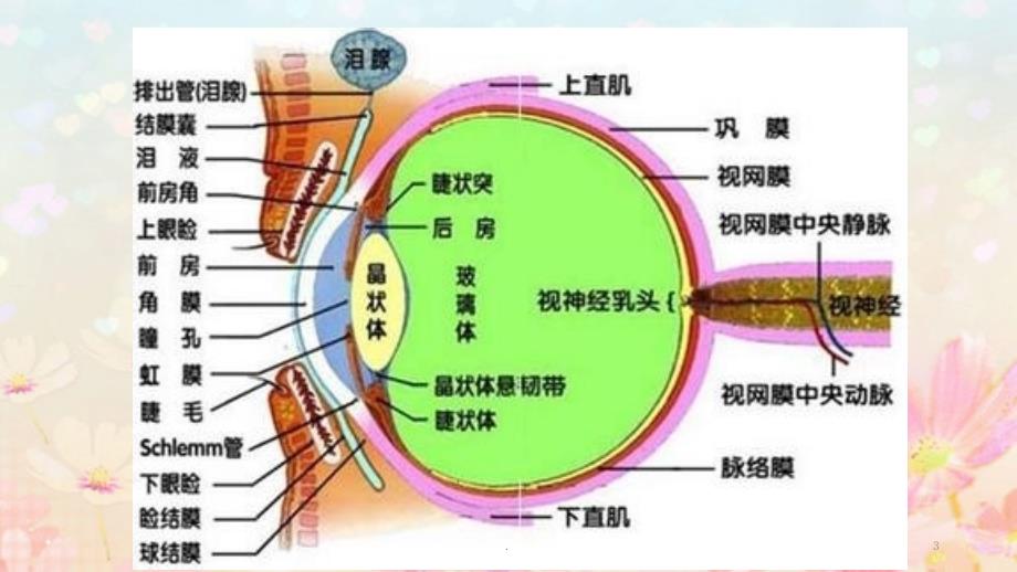 创伤性前房出血ppt医学课件.pptx_第3页