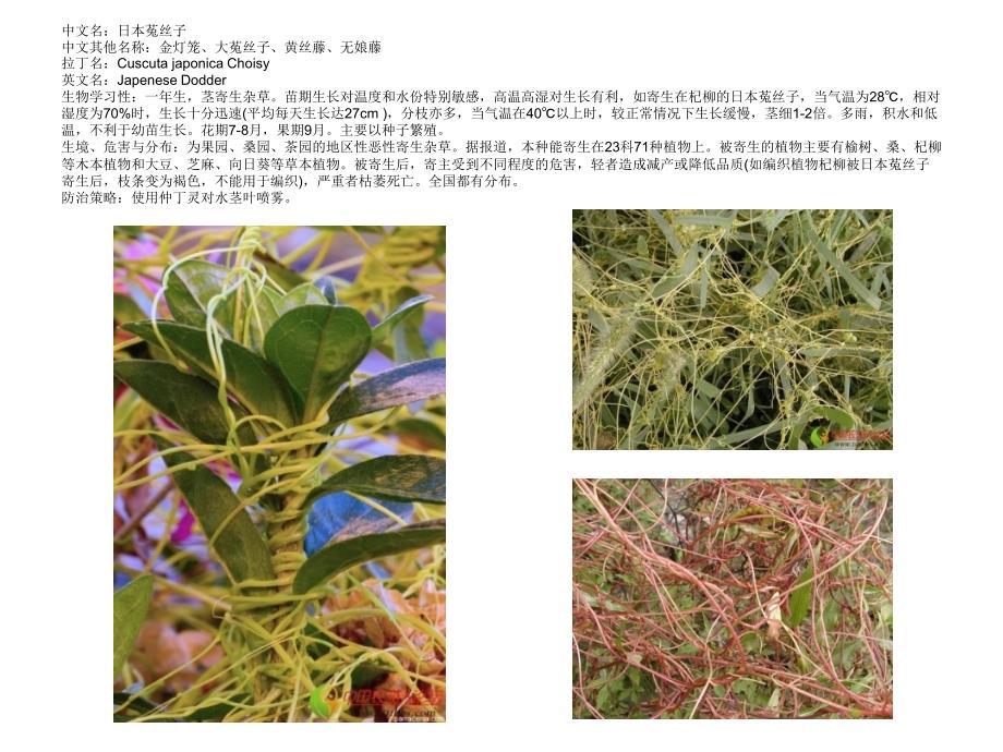 农田杂草图谱.ppt_第3页