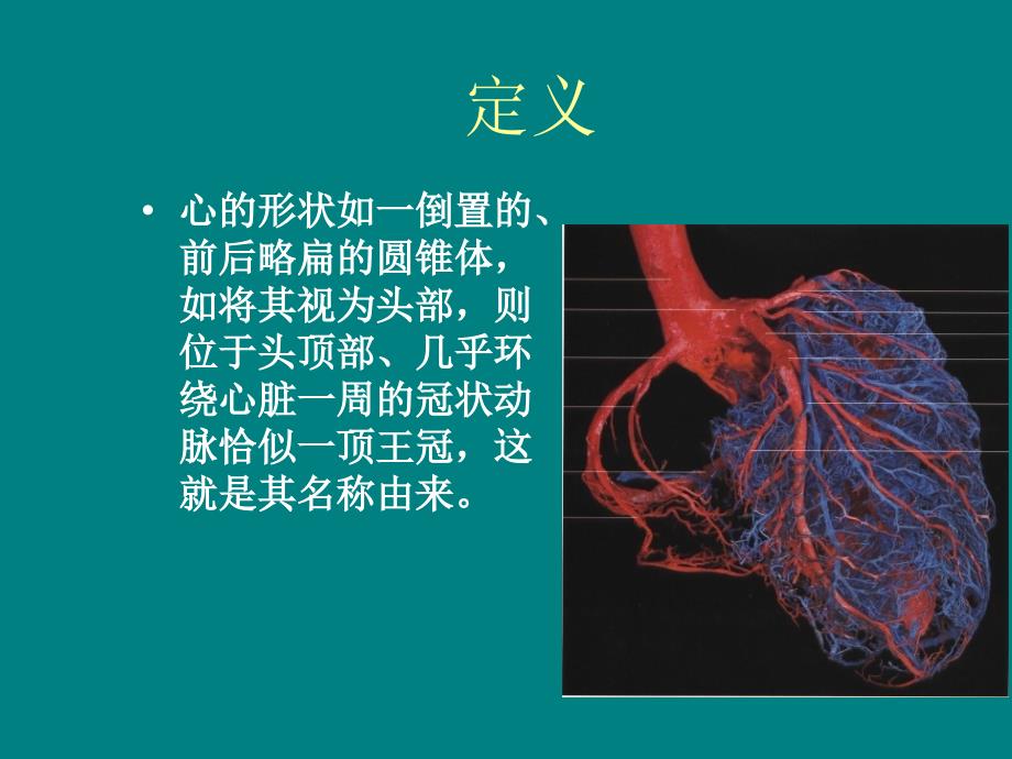 冠状动脉的解剖与冠脉造影.ppt_第2页