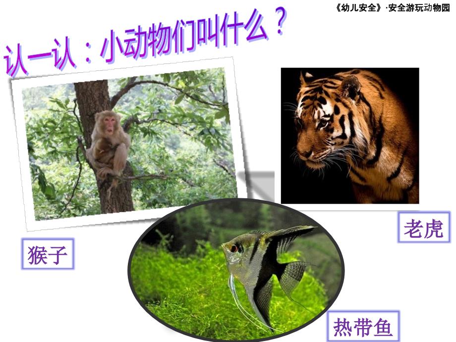 安全游玩动物园课件.ppt_第3页