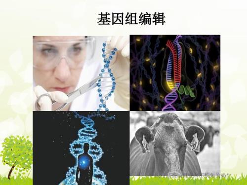 基因组编辑技术PPT课件.ppt