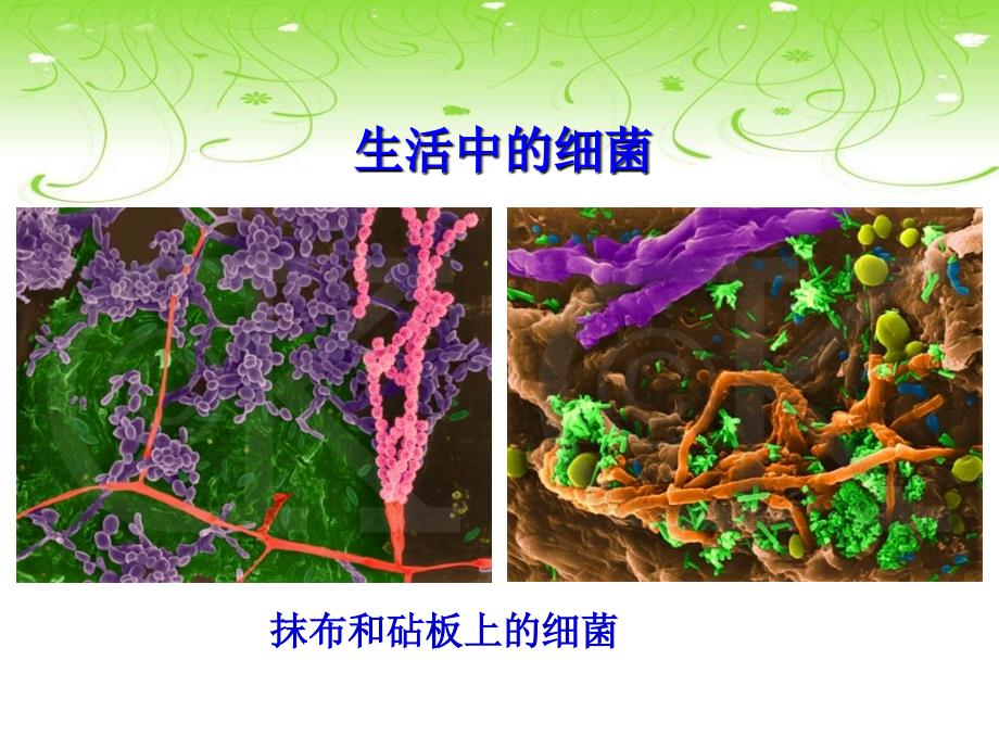 人教版八年级生物上册.细菌课件.ppt_第1页