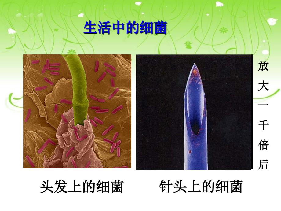 人教版八年级生物上册.细菌课件.ppt_第2页