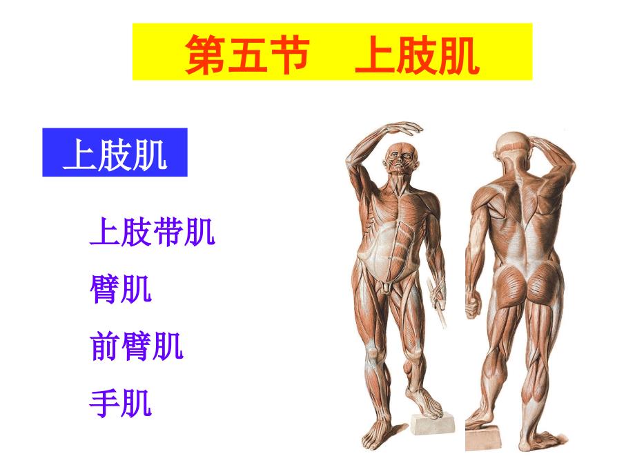 上肢肌ppt课件.ppt_第2页