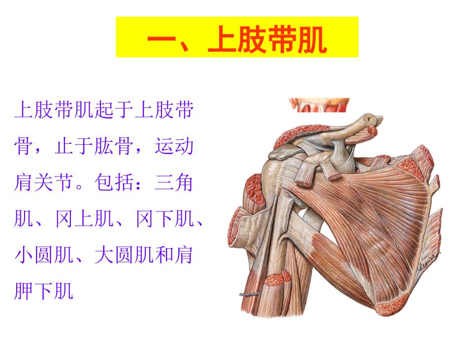 上肢肌ppt课件.ppt_第3页